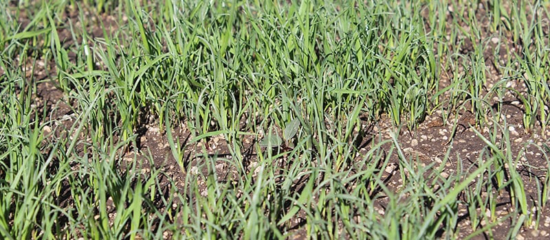 pumice used to improve heavy clay soil profile for new lawn