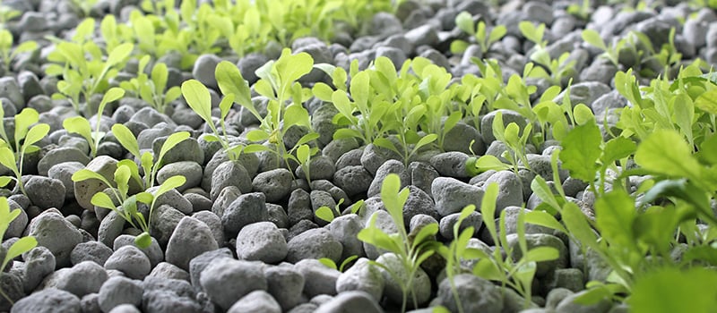 pumice ponics media in an aquaponics flood and drain grow bed